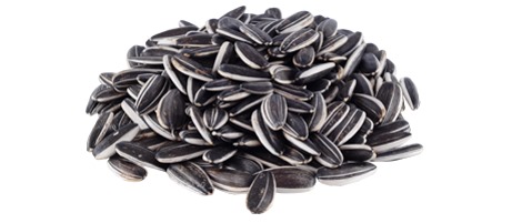 Premium Sunflower seeds for human consumption